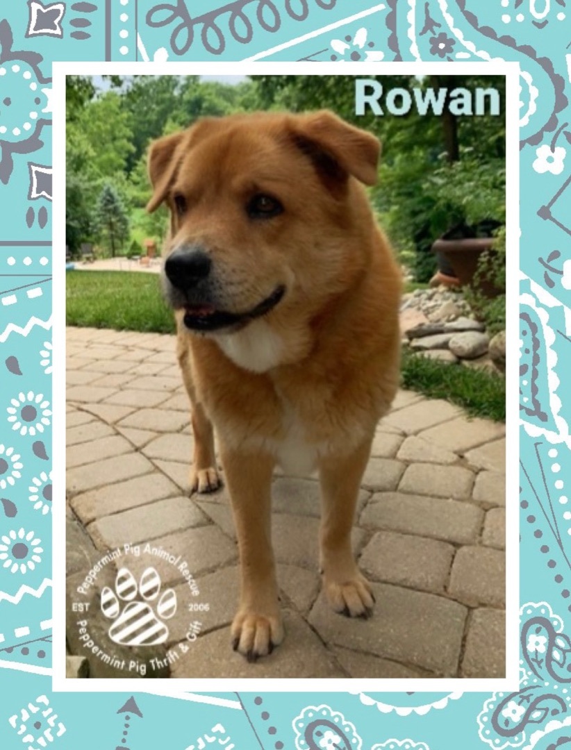 Rowan aka Earnest, an adoptable Great Pyrenees, Shepherd in Cincinnati, OH, 45255 | Photo Image 5