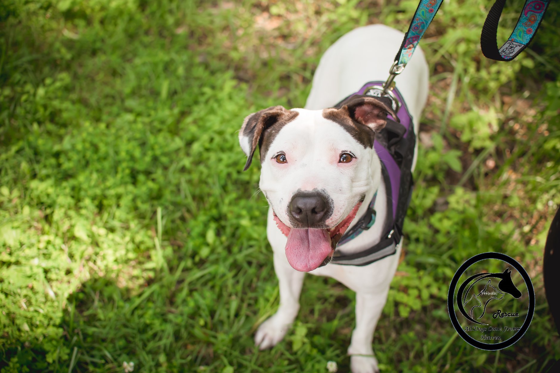 Winnie, an adoptable American Bulldog, Pointer in Amelia, OH, 45102 | Photo Image 1