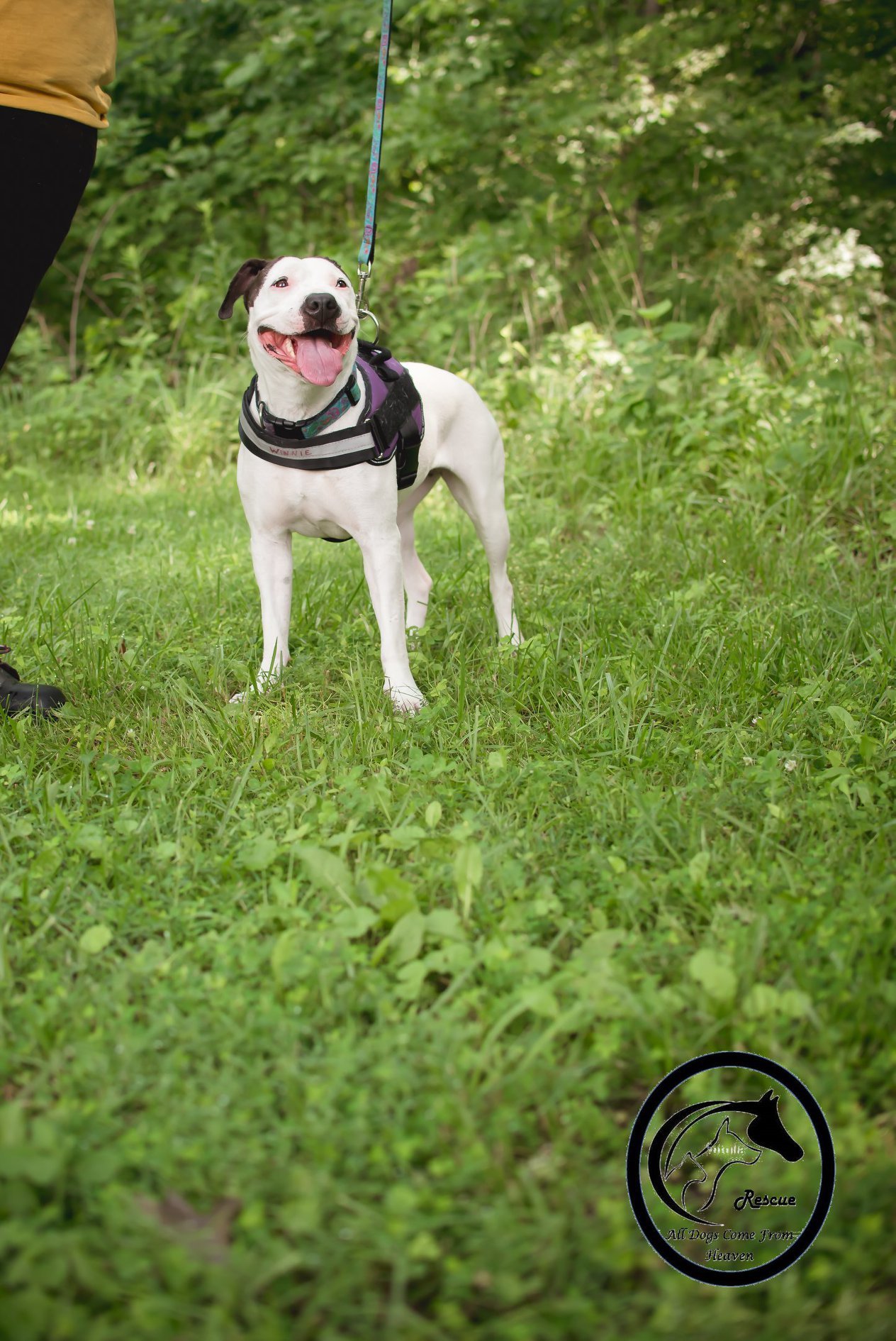 Winnie, an adoptable American Bulldog, Pointer in Amelia, OH, 45102 | Photo Image 2