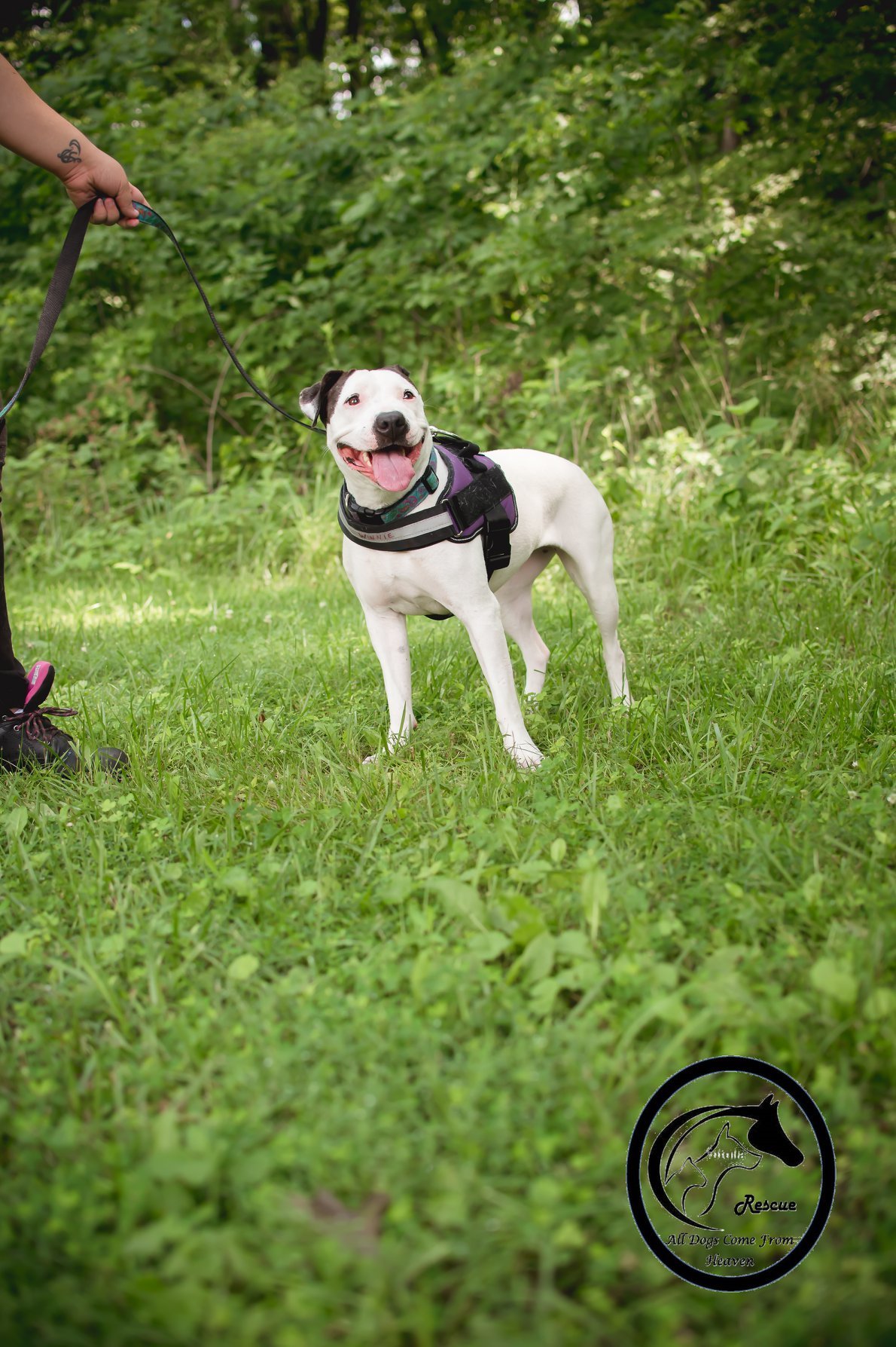 Winnie, an adoptable American Bulldog, Pointer in Amelia, OH, 45102 | Photo Image 3
