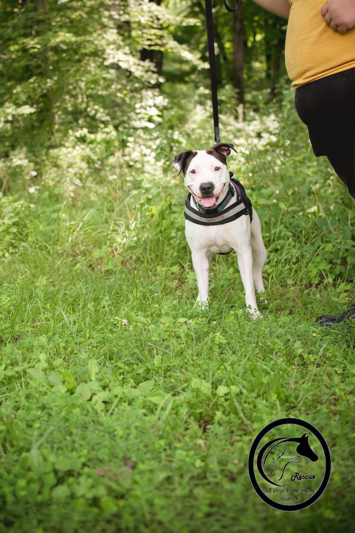 Winnie, an adoptable American Bulldog, Pointer in Amelia, OH, 45102 | Photo Image 4