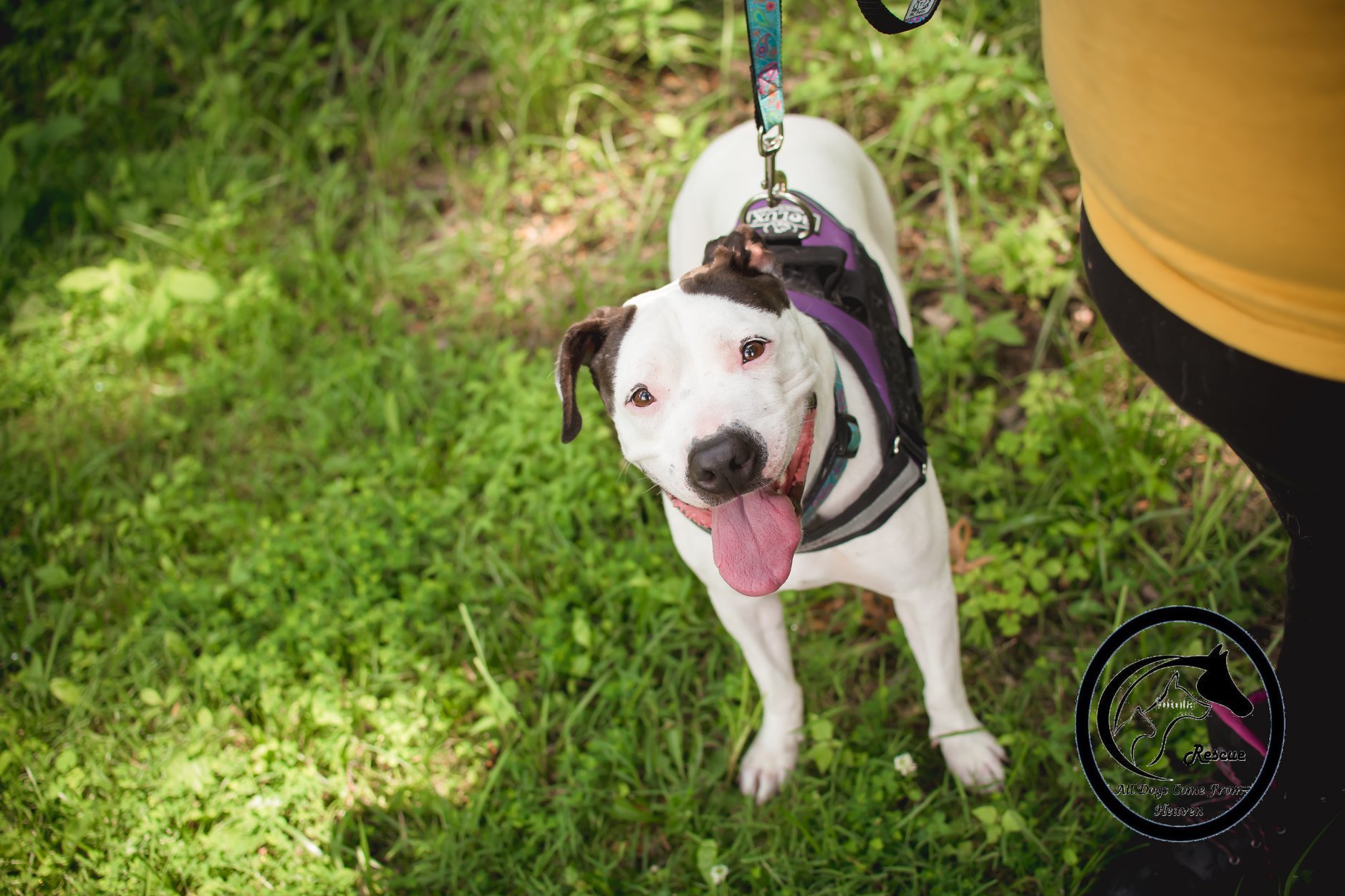 Winnie, an adoptable American Bulldog, Pointer in Amelia, OH, 45102 | Photo Image 5