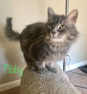 Tibby