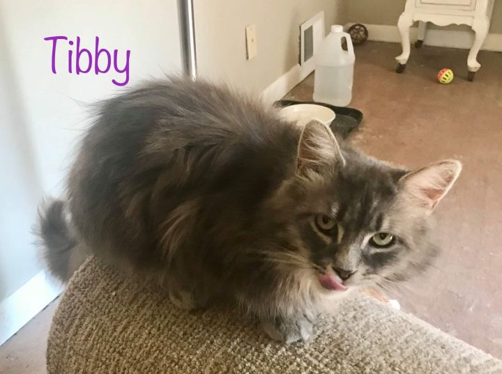 Tibby 3