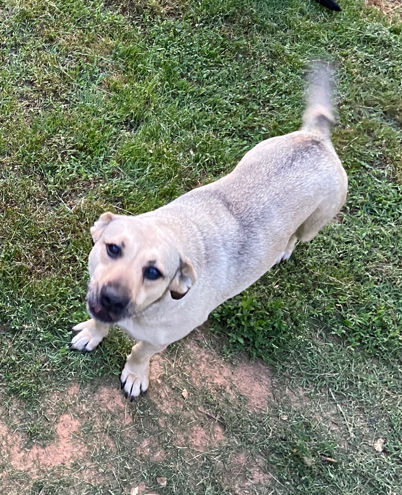Tabitha, an adoptable Labrador Retriever, Dachshund in Seminole, OK, 74818 | Photo Image 1
