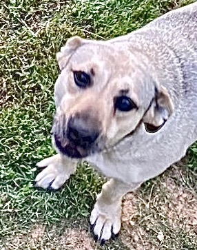 Tabitha, an adoptable Labrador Retriever, Dachshund in Seminole, OK, 74818 | Photo Image 2