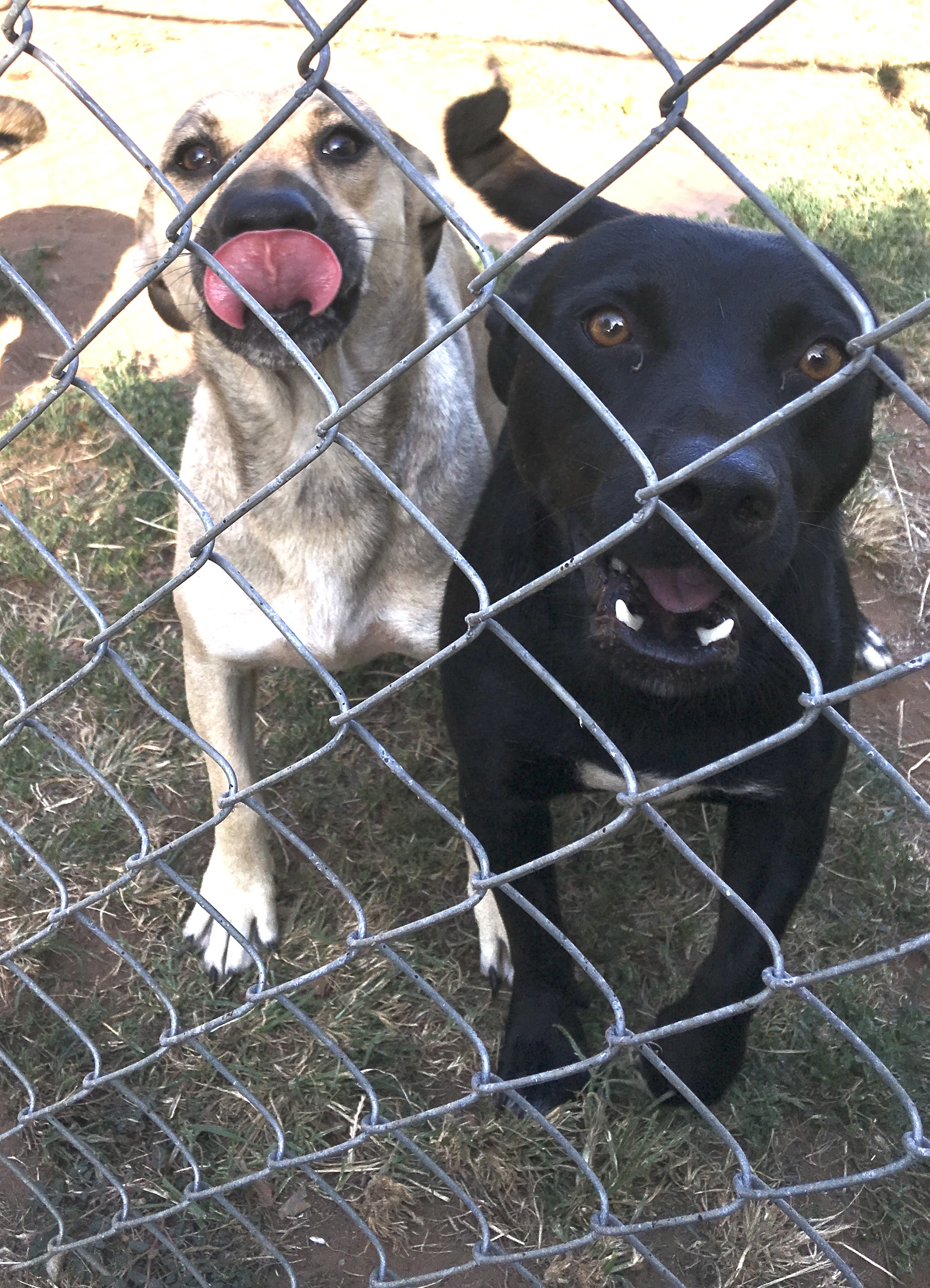 Tabitha, an adoptable Labrador Retriever, Dachshund in Seminole, OK, 74818 | Photo Image 3