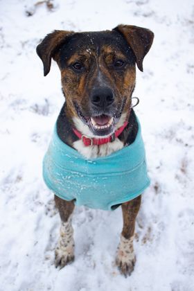 Turner, an adoptable Mountain Cur in Springfield, MO, 65804 | Photo Image 2