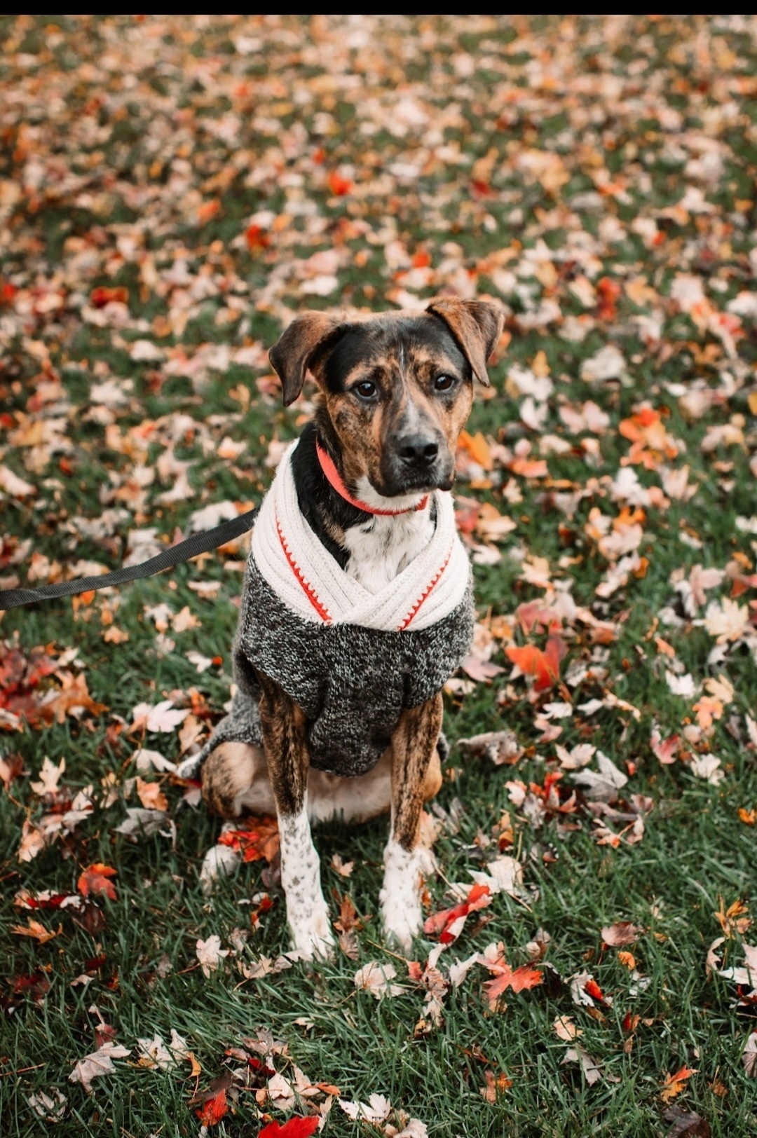 Turner, an adoptable Mountain Cur in Springfield, MO, 65804 | Photo Image 3