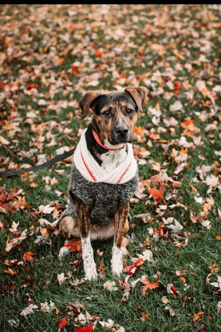 Turner, an adoptable Mountain Cur Mix in Springfield, MO_image-3