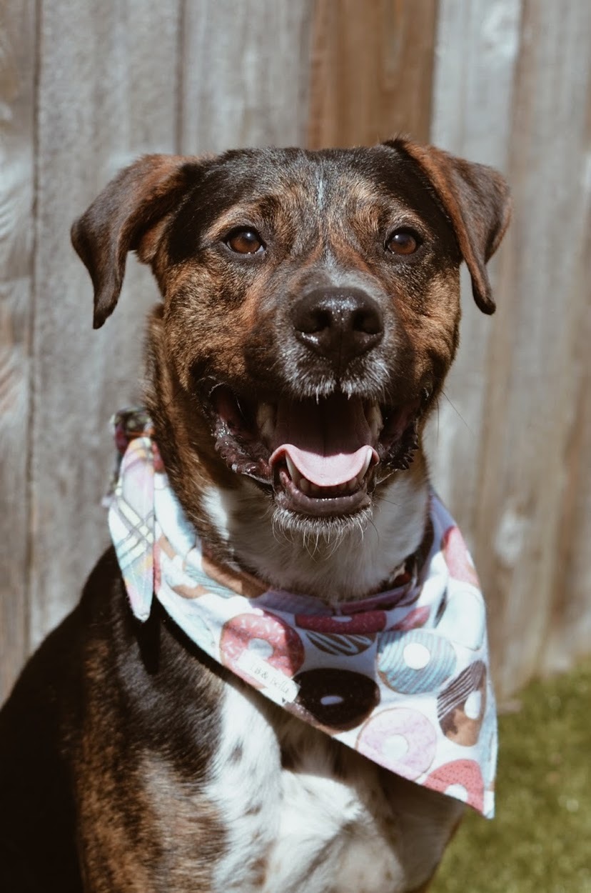 Turner, an adoptable Mountain Cur in Springfield, MO, 65804 | Photo Image 1