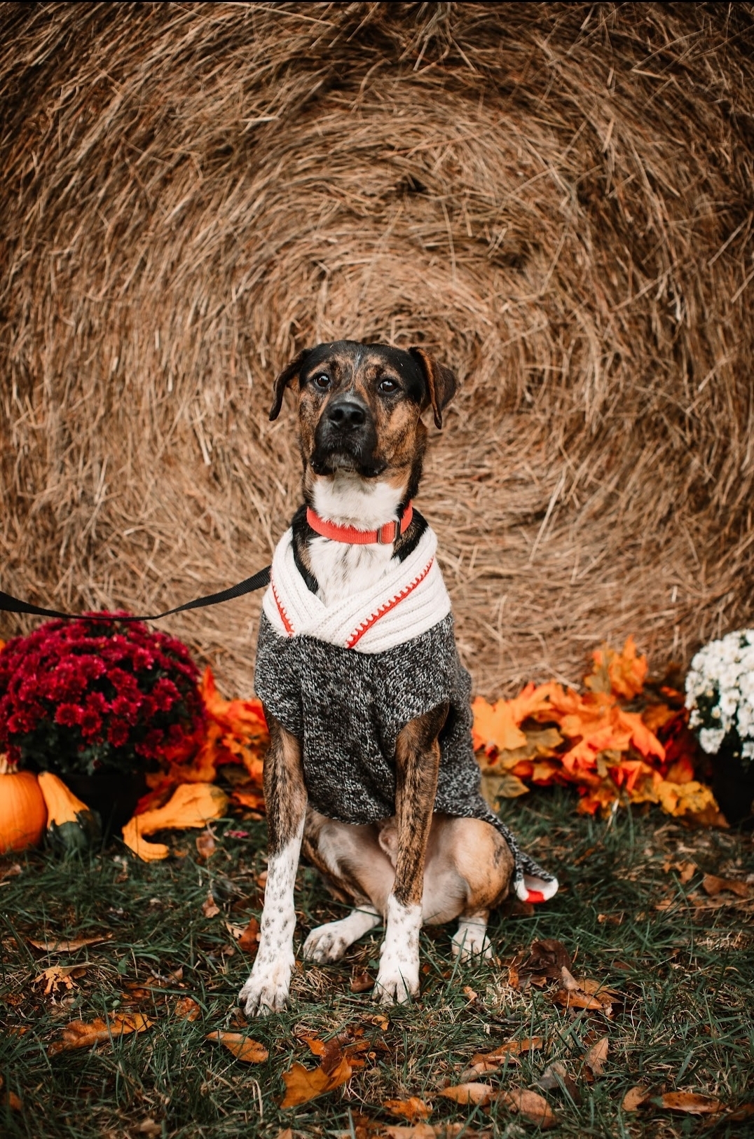 Turner, an adoptable Mountain Cur in Springfield, MO, 65804 | Photo Image 4