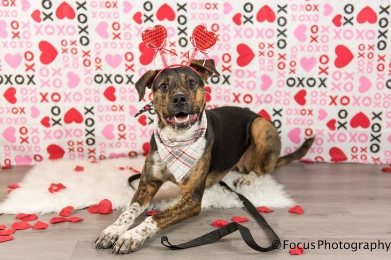 Turner, an adoptable Mountain Cur in Springfield, MO, 65804 | Photo Image 5