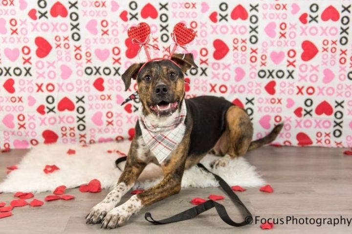 Turner, an adoptable Mountain Cur Mix in Springfield, MO_image-5