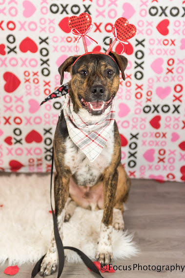 Turner, an adoptable Mountain Cur in Springfield, MO, 65804 | Photo Image 6