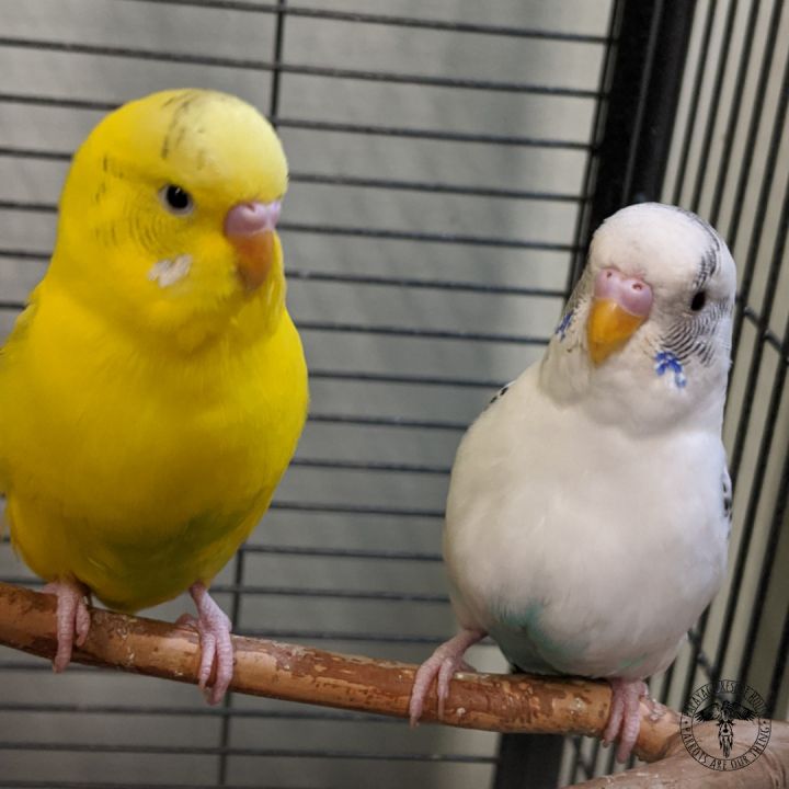 Parakeet for adoption - Cheeky and Sunshine, a Parakeet (Other) in ...