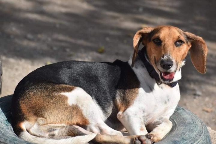 Dog For Adoption Venus A Beagle Dachshund Mix In Mississauga