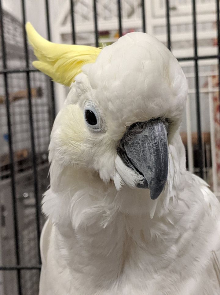 Parrot for adoption Abu Softheart, a Cockatoo in Marietta, GA Petfinder