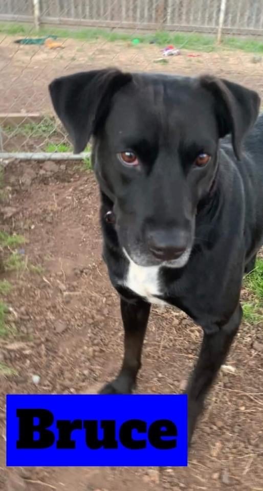 Bruce, an adoptable Black Labrador Retriever in Waller, TX, 77484 | Photo Image 2