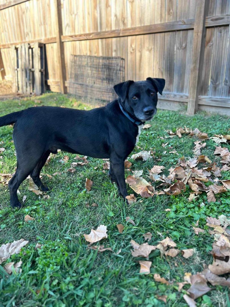 Bruce, an adoptable Black Labrador Retriever in Waller, TX, 77484 | Photo Image 3
