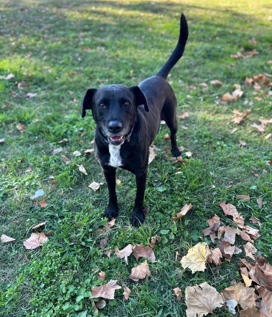Bruce, an adoptable Black Labrador Retriever in Waller, TX, 77484 | Photo Image 4
