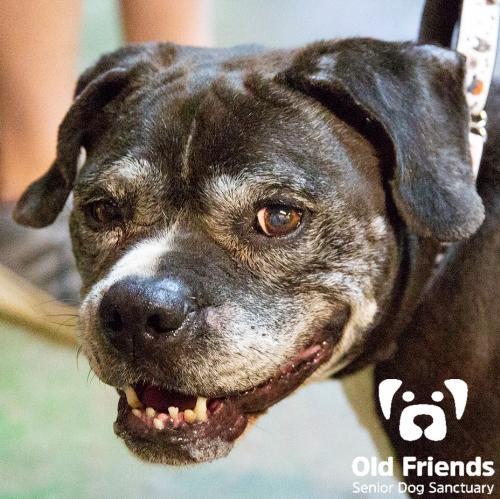 Ms. Peggy, an adoptable Pit Bull Terrier, American Bulldog in Mount Juliet, TN, 37122 | Photo Image 1