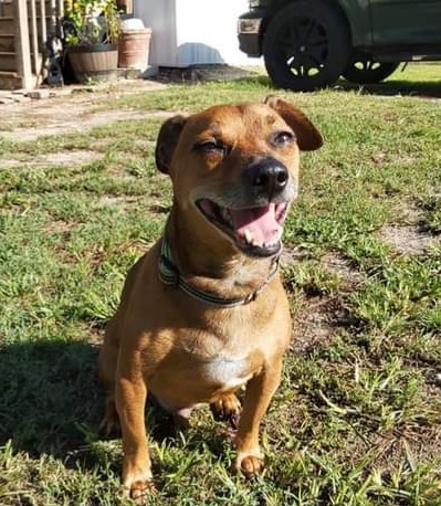 Hobbes, an adoptable Dachshund in Fort Myers, FL, 33908 | Photo Image 1