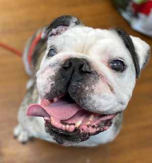 Dog for adoption - Mack, an English Bulldog in Scranton ...