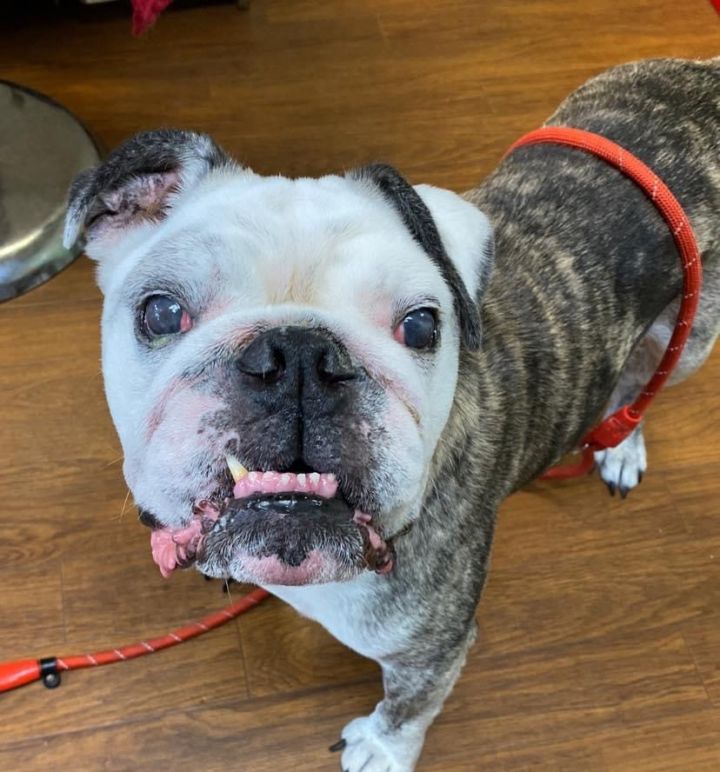 Dog for adoption - Mack, an English Bulldog in Scranton ...