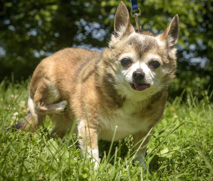 Dog for adoption - Coco, a Chihuahua Mix in Lambertville, NJ | Petfinder
