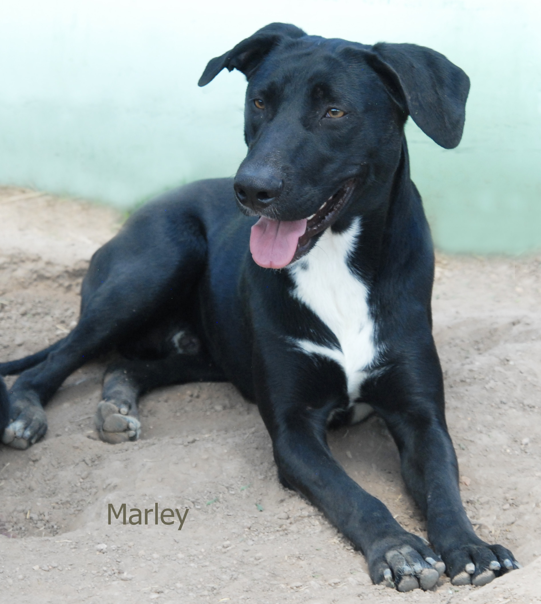 Marley, an adoptable Black Labrador Retriever in San Luis, CO, 81152 | Photo Image 2