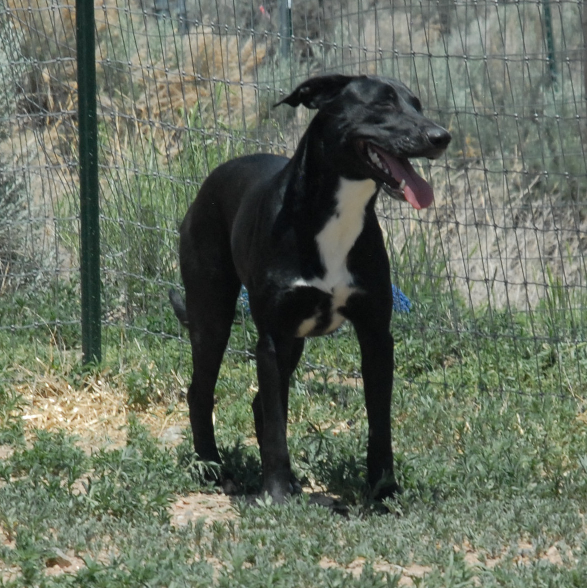 Marley, an adoptable Black Labrador Retriever in San Luis, CO, 81152 | Photo Image 3