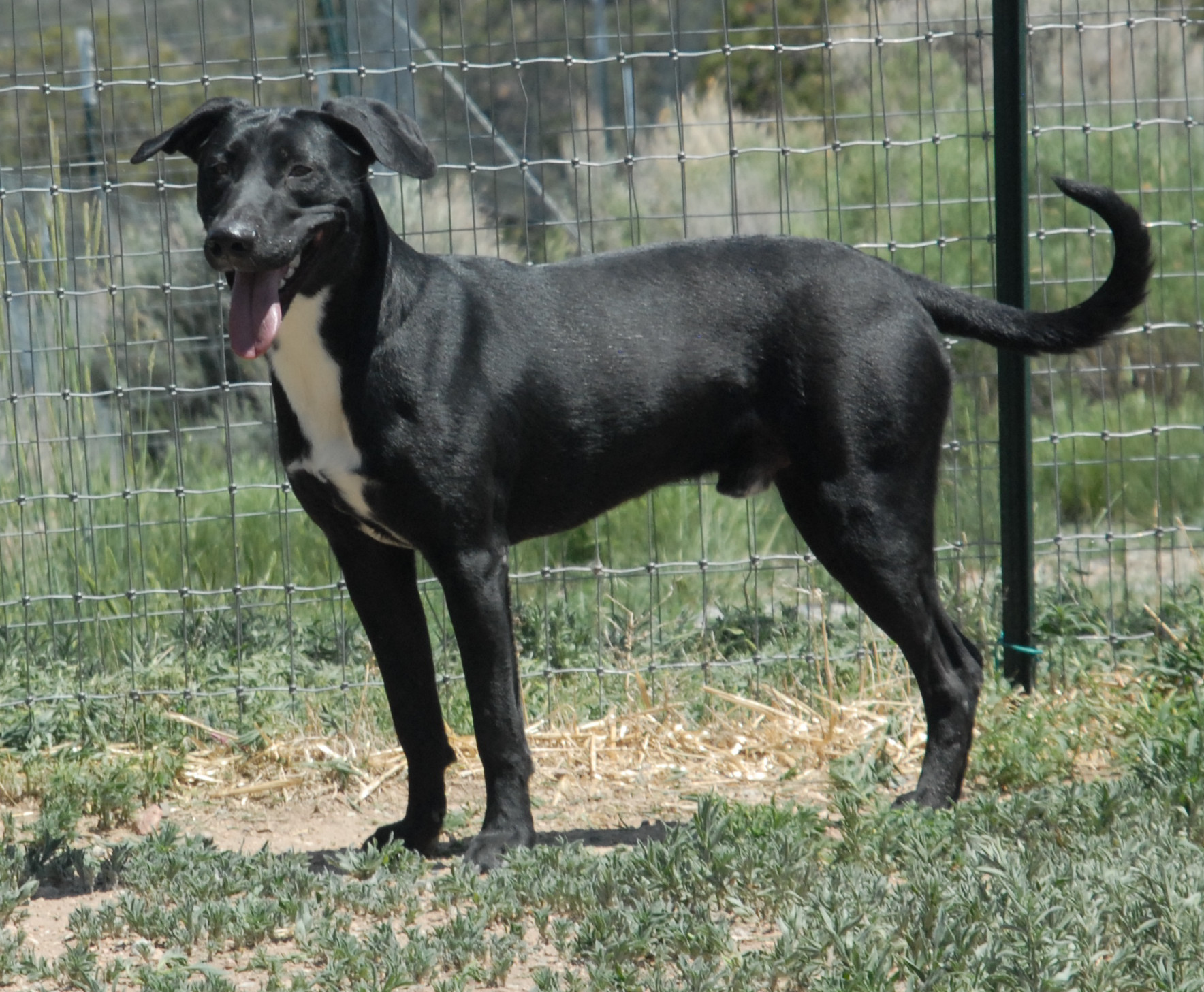 Marley, an adoptable Black Labrador Retriever in San Luis, CO, 81152 | Photo Image 4