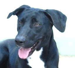 Marley, an adoptable Black Labrador Retriever in San Luis, CO, 81152 | Photo Image 1