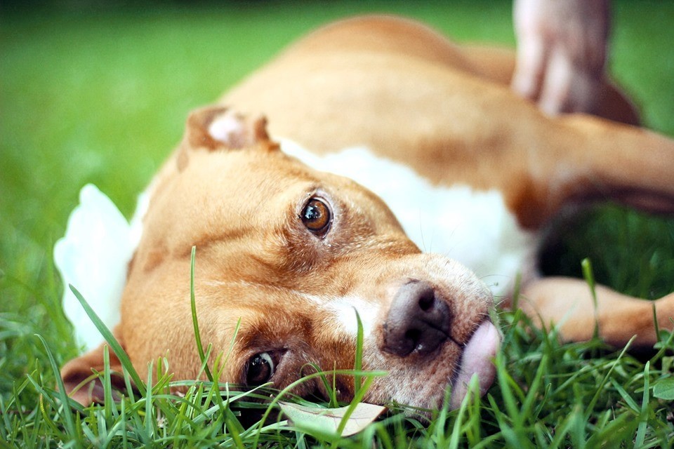 Sophie, an adoptable American Staffordshire Terrier in Valdosta, GA, 31601 | Photo Image 2