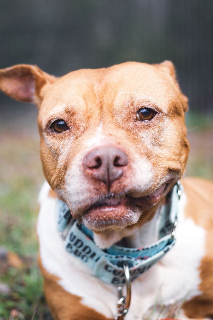 Sophie, an adoptable American Staffordshire Terrier in Valdosta, GA, 31601 | Photo Image 1