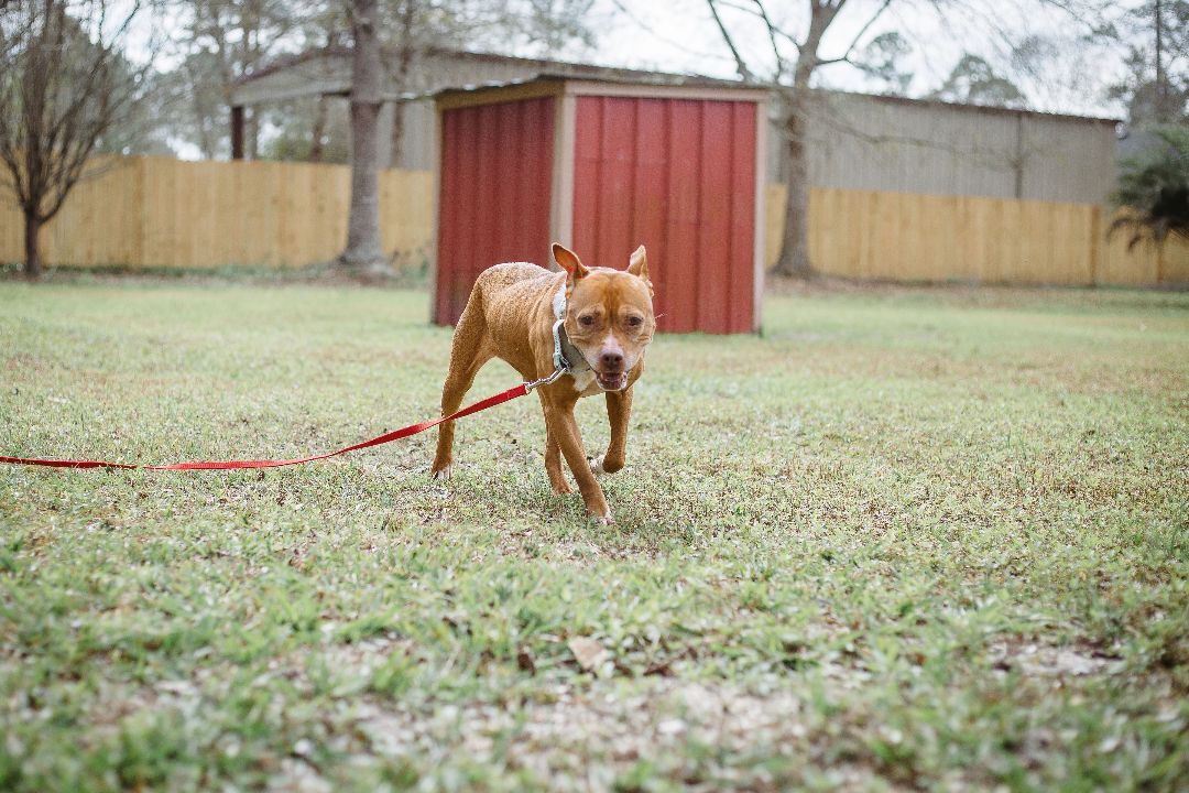 Sophie, an adoptable American Staffordshire Terrier in Valdosta, GA, 31601 | Photo Image 3