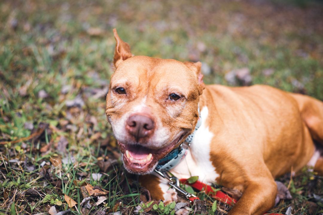 Sophie, an adoptable American Staffordshire Terrier in Valdosta, GA, 31601 | Photo Image 4
