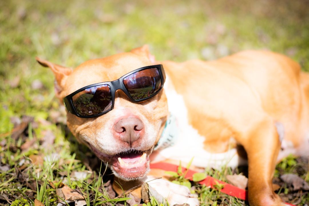 Sophie, an adoptable American Staffordshire Terrier in Valdosta, GA, 31601 | Photo Image 5