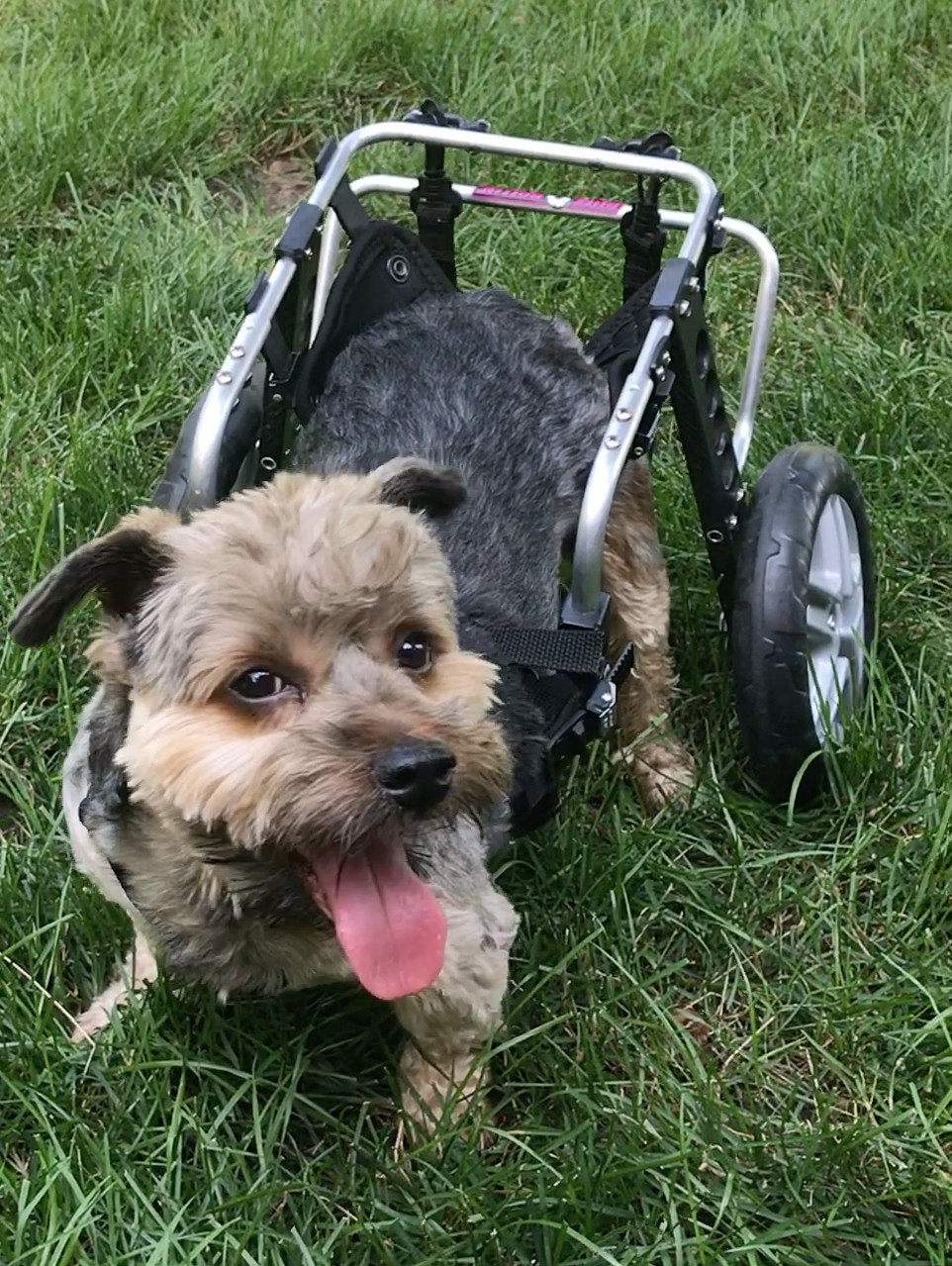 Oliver, an adoptable Yorkshire Terrier, Poodle in Lincolnwood, IL, 60712 | Photo Image 1