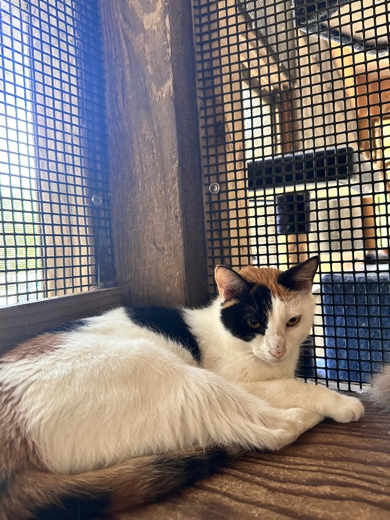 Patches, an adoptable Domestic Short Hair in Fulton, TX, 78358 | Photo Image 1