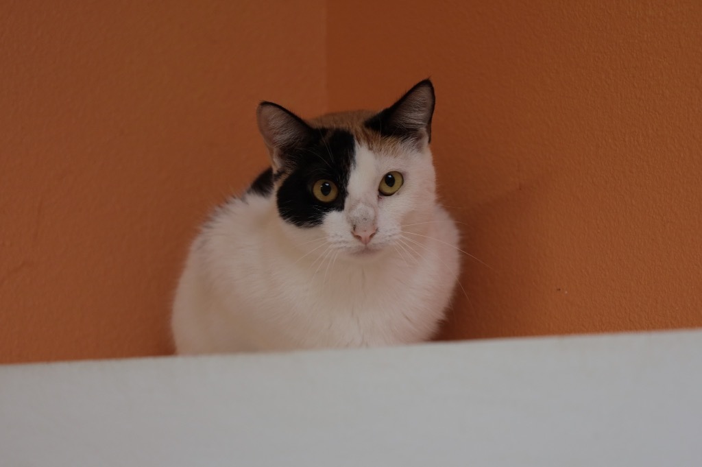 Patches, an adoptable Domestic Short Hair in Fulton, TX, 78358 | Photo Image 1