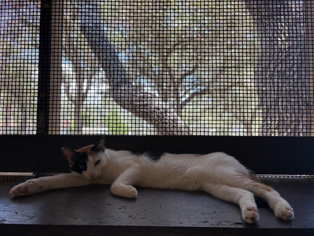 Patches, an adoptable Domestic Short Hair in Fulton, TX, 78358 | Photo Image 1