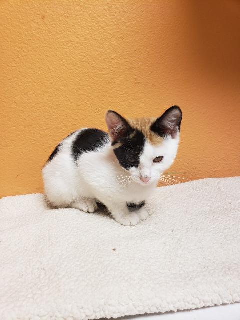 Patches, an adoptable Domestic Short Hair in Fulton, TX, 78358 | Photo Image 2
