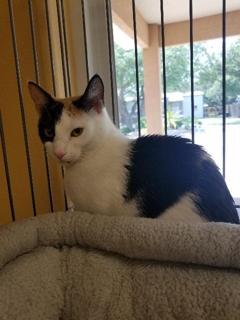 Patches, an adoptable Domestic Short Hair in Fulton, TX, 78358 | Photo Image 4