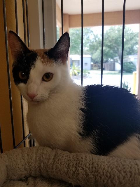 Patches, an adoptable Domestic Short Hair in Fulton, TX, 78358 | Photo Image 4