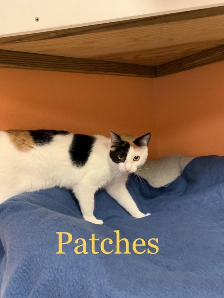 Patches, an adoptable Domestic Short Hair in Fulton, TX_image-5