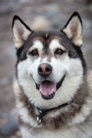 kanga alaskan malamute