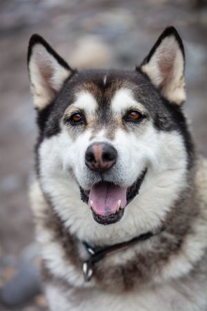 KANGA Alaskan Malamute Dog