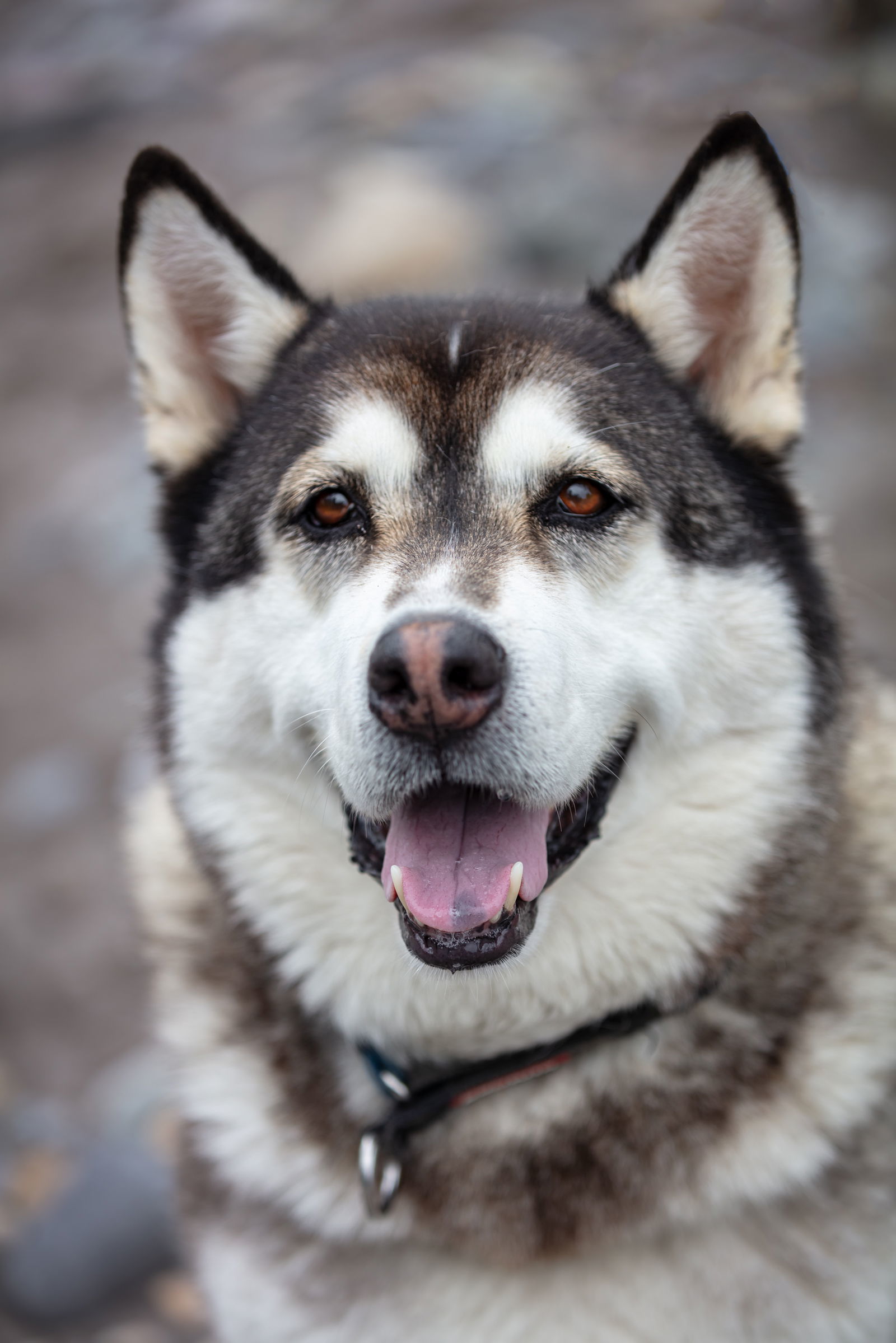 KANGA, an adoptable Alaskan Malamute in Seattle, WA, 98175 | Photo Image 1